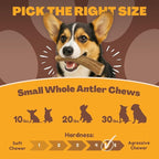 WhiteTail Naturals - Antlers for Small Dogs (3 Pack) Deer Antler Dog Chew Bones for Small Aggressive Chewers - Long Lasting Horn Chew Toys - Naturally Shed