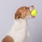 Best Pet Supplies Interactive Squeaky Dog Chew Toy, Ideal Dog Toys for Chewers, Small, Medium & Large Dogs, and Fetch Lovers - Tennis (Yellow), Medium (Pack of 4)