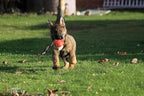 Dingo Gear Soft Genuine Leather Ball with a Handle for The Bite Training, Ø 11 cm Retrieve and Reward Dog Toy S02779, Random