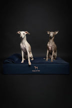 NOAH & PAW Large Dog Bed, 35x25x8.7 Inch, Orthopedic Dog Beds, Eggshell Memory Foam Infused with Cooling Gel, Waterproof, Machine Washable, Includes Inner Cover (Denim Collection)