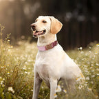 Dog Collar Custom Personalized Engraved Name and Phone Number for Puppy Small Medium Large Pets (L, Pink)