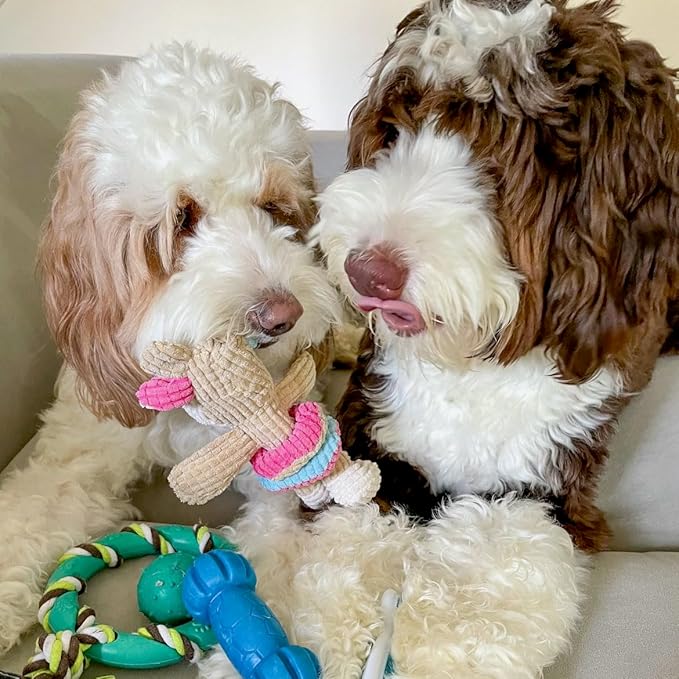 rocket & rex Dog Chew Toy Set for Small to Medium Breeds, Includes All Natural Rubber, Cotton, Ball & Rope Toys, Ideal Puppy Chew Toys for Teething, Reduces Destructive Chewing & Anxiety (Pack of 6)