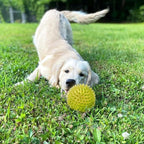 Cutie's PetBox Squeaky Rubber Spike Toy Ball for Medium, Large Dogs, 3-Colors Blue Green Yellow (3.5 Inch, Multi-Pack)