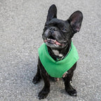 JACKO & CO - Fleece Vest Dog Sweater with Leash Ring - Soft, Warm & Lightweight Pullover Coat for Small & Medium Dogs, Puppies & Cats - Cozy Fall/Winter/Spring Pet Jacket (Green, Medium 6-10lbs)