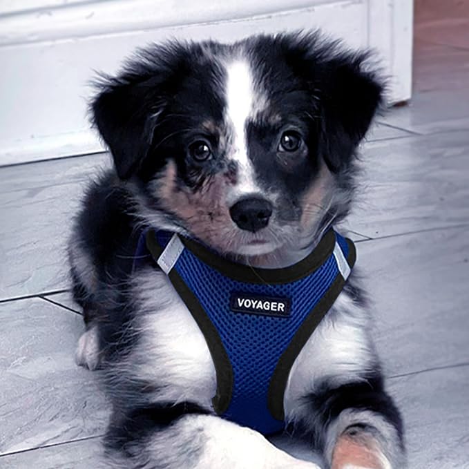 Best Pet Supplies Voyager Step-in Air Harness - All Weather Mesh, Reflective, No Pull Harness for Dogs, Cats - Secure with Hook & Loop Fastener, Buckle, Double D-Rings - Royal Blue/Black Trim, XXXS