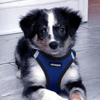 Best Pet Supplies Voyager Step-in Air Harness - All Weather Mesh, Reflective, No Pull Harness for Dogs, Cats - Secure with Hook & Loop Fastener, Buckle, Double D-Rings - Royal Blue/Black Trim, XXS