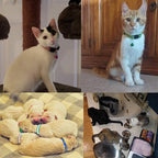 18Pcs Reflective Cat ID Collars with Bell Adjustable 19-32cm, Soft Nylon Adjustable Breakaway Identification Collars for Puppy Kittens