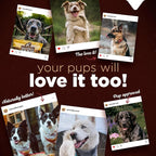 Natural Farm Bully Cheek Stick, 10-12 Inch (6-Pack)- Best Bully Stick Alternative, 100% Natural Beef Cheeks for Dogs- High Protein, Cleans Teeth Treats, Long Lasting Beef Chews for All Dog Sizes