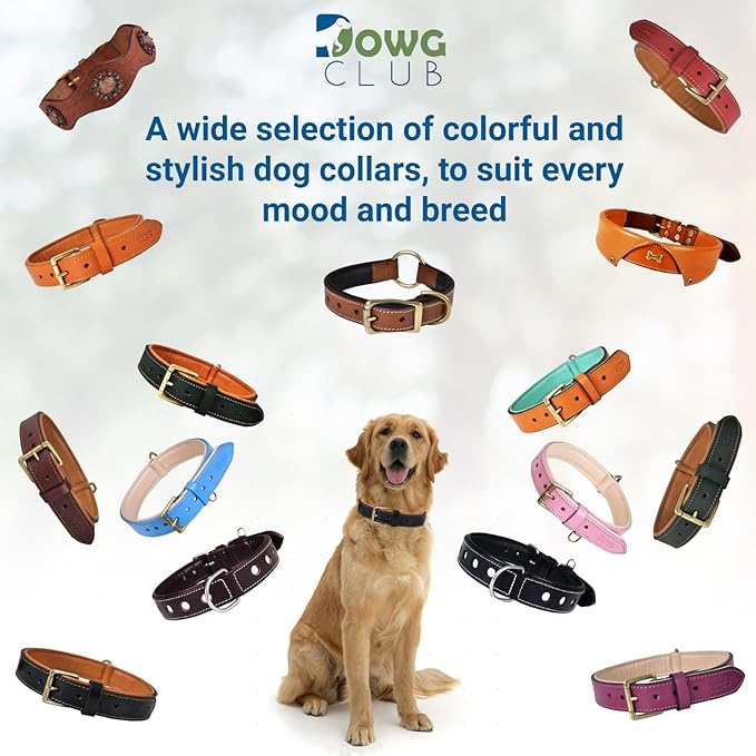 Leather Dog Collar for Medium Dogs, Blue, 1 Inch Wide, Genuine Leather, Heavy Duty with Soft Inner Padding, Comfortable and Durable (Medium (Fit Neck Size 14.5"-18.5"), Blue)