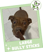 Nature Gnaws Large Bully Sticks for Dogs 11-12" (5 Count) - Thick Long Lasting for Aggressive Chewers and Large Dogs - Natural Beef Dog Chew Bones