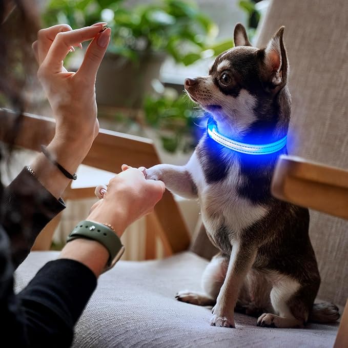 YFbrite LED Dog Collar XS, Lightweight Cat Collar Light, Comfortable Light Up Puppy Collars, USB Rechargeable Adjustable Puppy Walking Safety Light (Blue, XS)