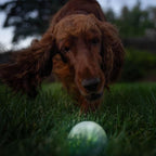 Outward Hound by Planet Dog Strobe Ball Glo Light Up LED Ball Dog Toy