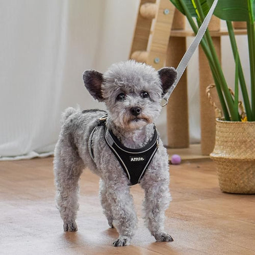 AIITLE Comfortable Dog Harness and Leash Set for Walking - Summer Step in Vest Harness,Reflective Bands, Adjustable No Pull Puppy Essentials, for Small Dogs and House Cats Black XS