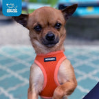 Best Pet Supplies Voyager Step-in Air Harness - All Weather Mesh, Reflective, No Pull Harness for Dogs, Cats - Secure with Hook & Loop Fastener, Buckle, Double D-Rings - Orange, XXXS