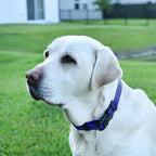 Dogline Biothane Waterproof Dog Collar with Quick Release Buckle Strong Coated Nylon Webbing with Odor- Proof for Easy Care Easy to Clean Fits Small Medium or Large Dogs, Royal Blue 1" W 15-23" L