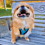 Best Pet Supplies - All Weather Mesh / Plush, Reflective, No Pull Harness for Small, Medium Dogs, Cats - Secure with Hook & Loop Fastener, Buckle, Double D-Rings - Turquoise Plush, XL