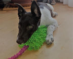 Dingo Dog Tug of War Toy - Outdoor Dog Toy with Bungee for Training, Shaggy Dog Toy, Soft Nubby-Textured, Noodle Plush with, Motivation and Fun, 15575, Assorted Colors