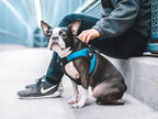 Gooby Escape Free Easy Fit Harness - Turquoise, Large - No Pull Step-in Patented Small Dog Harness with Quick Release Buckle - Perfect On The Go No Pull Harness for Small Dogs or Medium Dog Harness