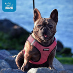Best Pet Supplies Voyager Step-in Air Harness - All Weather Mesh, Reflective, No Pull Harness for Dogs, Cats - Secure with Hook & Loop Fastener, Buckle, Double D-Rings - Blue, XXS