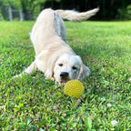 Cutie's PetBox Squeaky Rubber Spike Toy Ball for Small Dogs (2.5 Inch, Yellow)