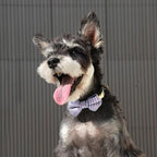 Beirui Cute Small Dog Harness Collar and Leash Set with Bowtie, Soft Adjustable Plaid Puppy Harness for Small Sized Dogs Cats Walks Parties and Photoshoots(Blue,S:Chest 17-23")