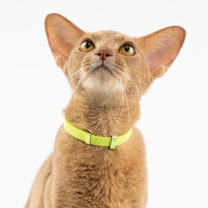 Safety Cat Collar - U.S. IDA Gold Awarding Design, Elastic Quick Release, Non Breakaway - Lightweight for Kitten, Neck Fit 7.8'-15.7' for All Small Large Cat,M(Vivid Red)
