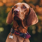 Personalized Stainless Steel Pet ID Tags with Glittery Bone Design - DEEP Engraved Dog Tags Engraved for Pets Customized with 5 Lines Dogs and Cats Pets