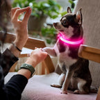 YFbrite Light up Dog Collars for Night Walking, Rechargeable LED Cat Collar, Comfortable Adjustable Lighted Dog Collar Rechargable for Cats, Small, Medium and Large Dogs (Pink, XS)