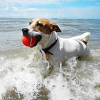 AMA SPORT Tennis Balls for Dogs 12 Pack 2.5" Red Dog Tennis Balls for Puppy Small Medium Dog Toys, Designed for Dogs Floating, Water-Hunting, Fetch, Fun Playing, Daily Exercise, Mid-air Catching