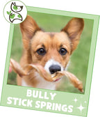 Nature Gnaws Bully Stick Springs for Dogs 7-8" (12 Count) - Long Lasting for Aggressive Chewers - Natural Curly Beef Dog Chew Bones - Rawhide Free