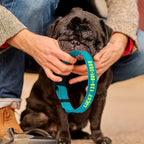 Personalized Embroidered Dog Collar - Custom Hand-Stitched Name & Number, Reflective Adjustable Pet Collar for Small/Medium/Large Dogs & Cats, Durable Nylon with Steel D-Ring (Sky Blue, Large)