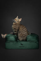 NOAH & PAW Small Dog Bed, 20x15x8 Inch, Cat Bed for Indoor Cats, Orthopedic Eggshell Memory Foam Infused with Cooling Gel, Waterproof Inner Cover Machine Washable (Velvet Collection)