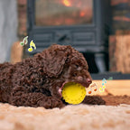 Hiboom 12 Pcs Squeaky Dog Toy Balls Reliable Rubber Squeaker Fun Interactive Puppy Chew Toys Outdoor Beach Ball for Large and Small Pet Aggressive Chewers