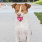 Best Pet Supplies Interactive Squeaky Dog Chew Toy, Ideal Dog Toys for Chewers, Small, Medium & Large Dogs, and Fetch Lovers - Tennis (Assorted Color), Small (Pack of 4)