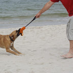 Dingo Dog tug of war toy for outdoor play traning agility,cuddly and shaggy plush tug toy for motivation and fun,soft nubby-textured noodle plush with bungee shock absorber and rubber ball orange15586