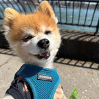 Best Pet Supplies Voyager Step-in Air Harness - All Weather Mesh, Reflective, No Pull Harness for Dogs, Cats - Secure with Hook & Loop Fastener, Buckle, Double D-Rings - Turquoise, XXS