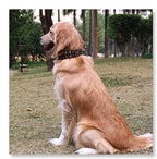 Studded Leather Dog Collar – Durable Adjustable Collar, Brown Medium