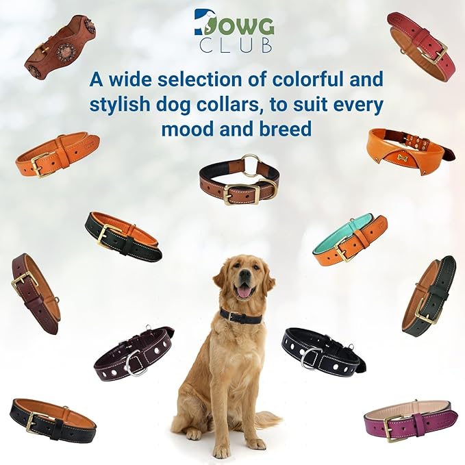 Leather Dog Collar for Medium Dogs, Red, 1 Inch Wide, Genuine Full Grain Leather, Heavy Duty with Soft Inner Padding, Comfortable and Durable (Medium (Fit Neck Size 14.5"-18.5"), Red)