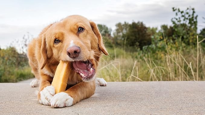 peaksNpaws Yak Cheese, High Protein, Himalayan Dogs Chews, Natural Dog Treats, Lactose Free, Long Lasting Dogs Treat for Aggressive Chewers Under 55 lbs 20 Large Chew Sticks
