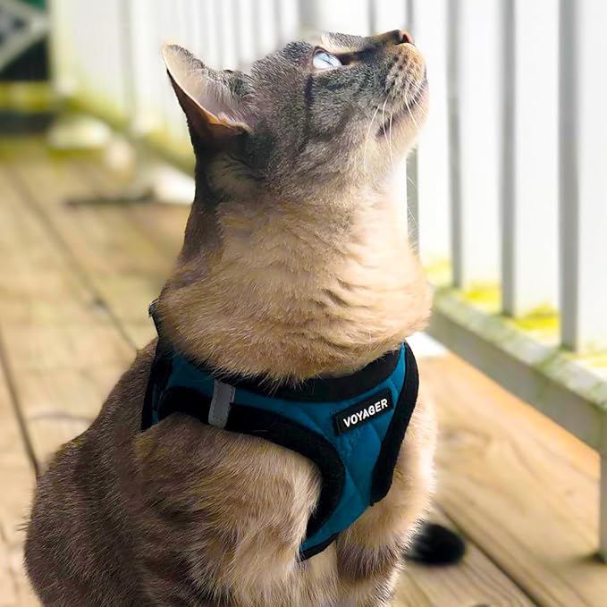 Best Pet Supplies - All Weather Mesh / Plush, Reflective, No Pull Harness for Small, Medium Dogs, Cats - Secure with Hook & Loop Fastener, Buckle, Double D-Rings - Turquoise Plush, M