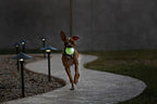 Jolly Pets JJ03 GLOW 3" Jumper Pet Toy Balls, Small