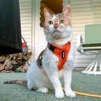 Voyager Step-in Lock Adjustable Cat Harness w. Cat Leash Combo Set with Neoprene Handle 5ft - Supports Small, Medium and Large Breed Cats by Best Pet Supplies - Orange, XS