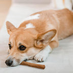 Wildfang® Coffee Wood Dog Chew, XS - Tough Chew Toys for Aggressive Chewers, Dog Teething Toys for Puppies, Training for Chewing Muscles, Coffee Tree Sticks for X-Small Dogs (Under 22 lbs)