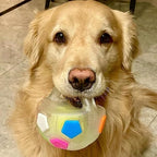 Dog Ball with Handle, 2026 New Interactive Football Shape Dog Toy, TPR Chewable Material, Squeaky, Water Play, Training & Outdoor Games (Black-A)