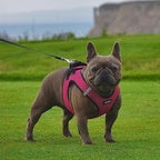 Best Pet Supplies Voyager Step-in Air Harness - All Weather Mesh, Reflective, No Pull Harness for Dogs, Cats - Secure with Hook & Loop Fastener, Buckle, Double D-Rings - Tone, XS
