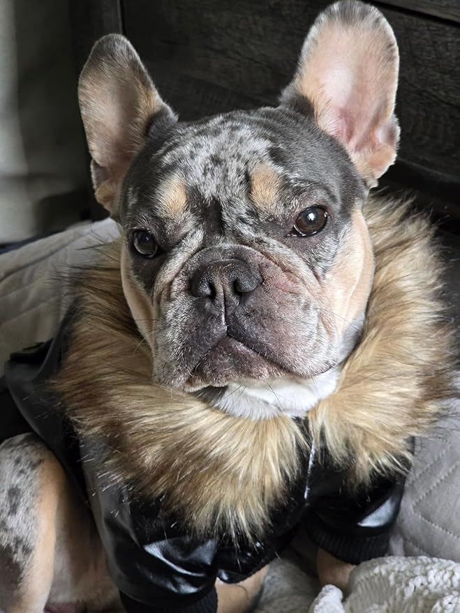 LESYPET Dog Leather Jacket for Small Dogs, Waterproof Dog Winter Jacket Puppy Coat with Fleece Lined, Ultra Warm Fur Collar Doggie Coat, Black M