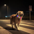 LED Dog Collar, Light Up Dog Collar, USB Rechargeable - Brightest Dog Lights for Night Walking, 6 Light Modes, Adjustable for Dog Safety(Medium, Purple)