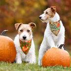 SCENEREAL Fall Dog Bandanas 2 Pack, Puppy Thanksgiving Orange Squirrel Triangle Bibs Handkerchief, Reversible Holiday Dog Bandana for Boy and Girl, Premium Pet Scarf for Small Medium Large Dogs XL