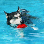 Dog Toys for Aggressive Chewers, Heavy Duty Tough Dog Toy for Large Dogs, Indestructible Squeaky Dog Toys