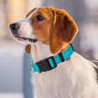 Personalized Embroidered Dog Collar - Custom Hand-Stitched Name & Number, Reflective Adjustable Pet Collar for Small/Medium/Large Dogs & Cats, Durable Nylon with Steel D-Ring (Purple, Large)